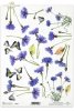 chabry, flower, flowers, cornflowe, cornflowers, butterfly, butterflies, wildflowers, meadow, Blumen, Kornblumen und Schmetterlinge, Wildblumen, flores, cornflowers y mariposas, flores silvestres 